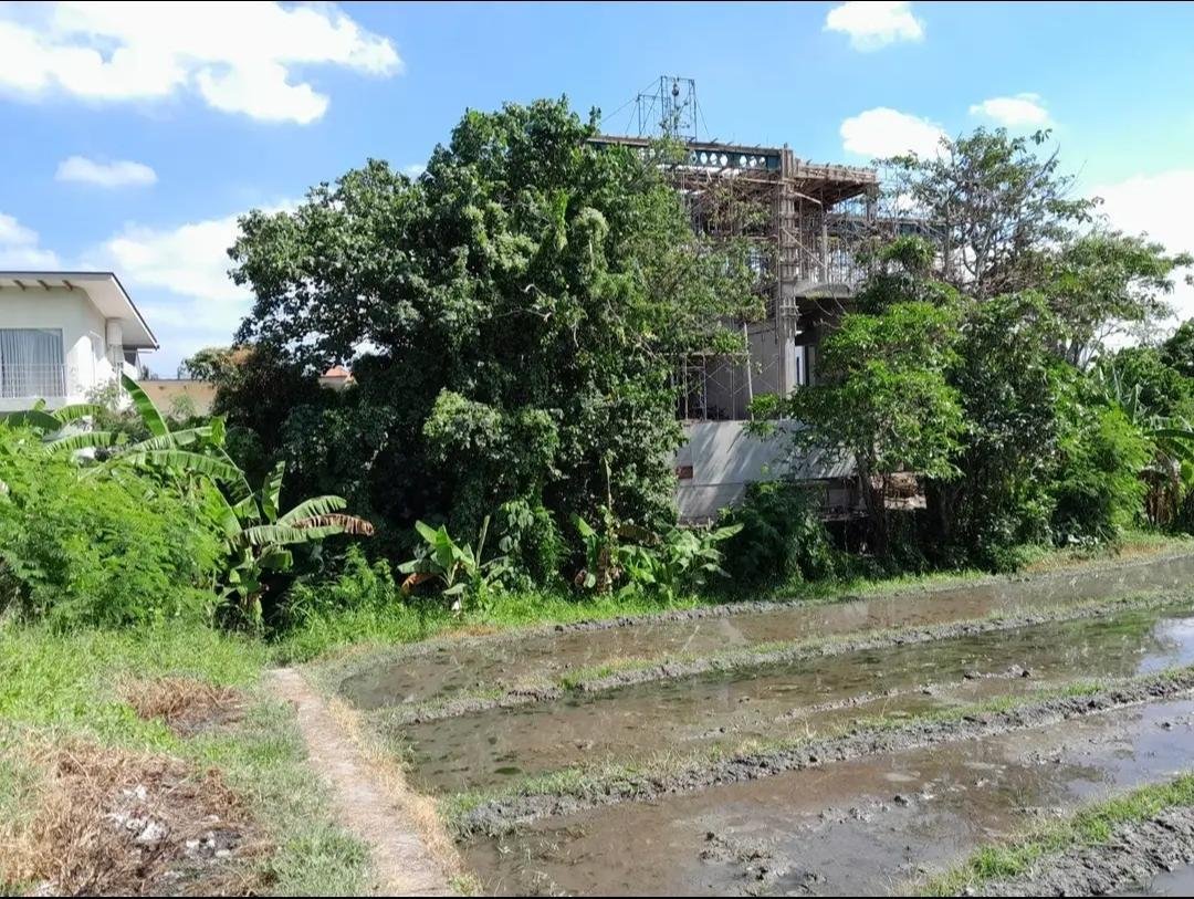 6.9 Are Leasehold Land in Seseh-Munggu with Ricefield View 6.9 Are Leasehold Land in Seseh-Munggu with Ricefield View