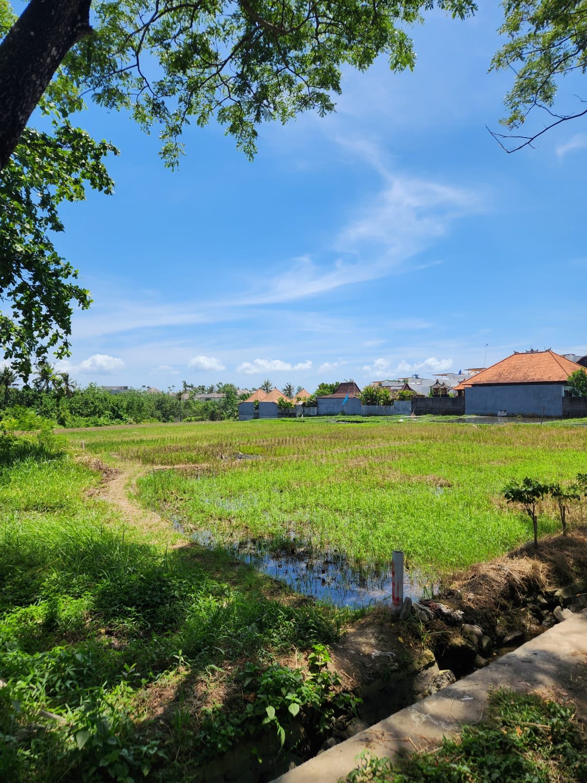 40 Ares Pink Zone Land 150m from Seseh Beach - Leasehold and Freehold 40 Ares Pink Zone Land 150m from Seseh Beach - Leasehold and Freehold