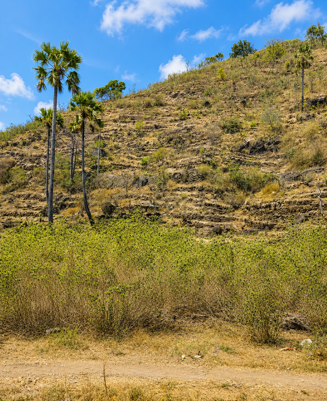 96 Ares Beachfront Pantai Kusuma (Kusambi) Amed Karangasem