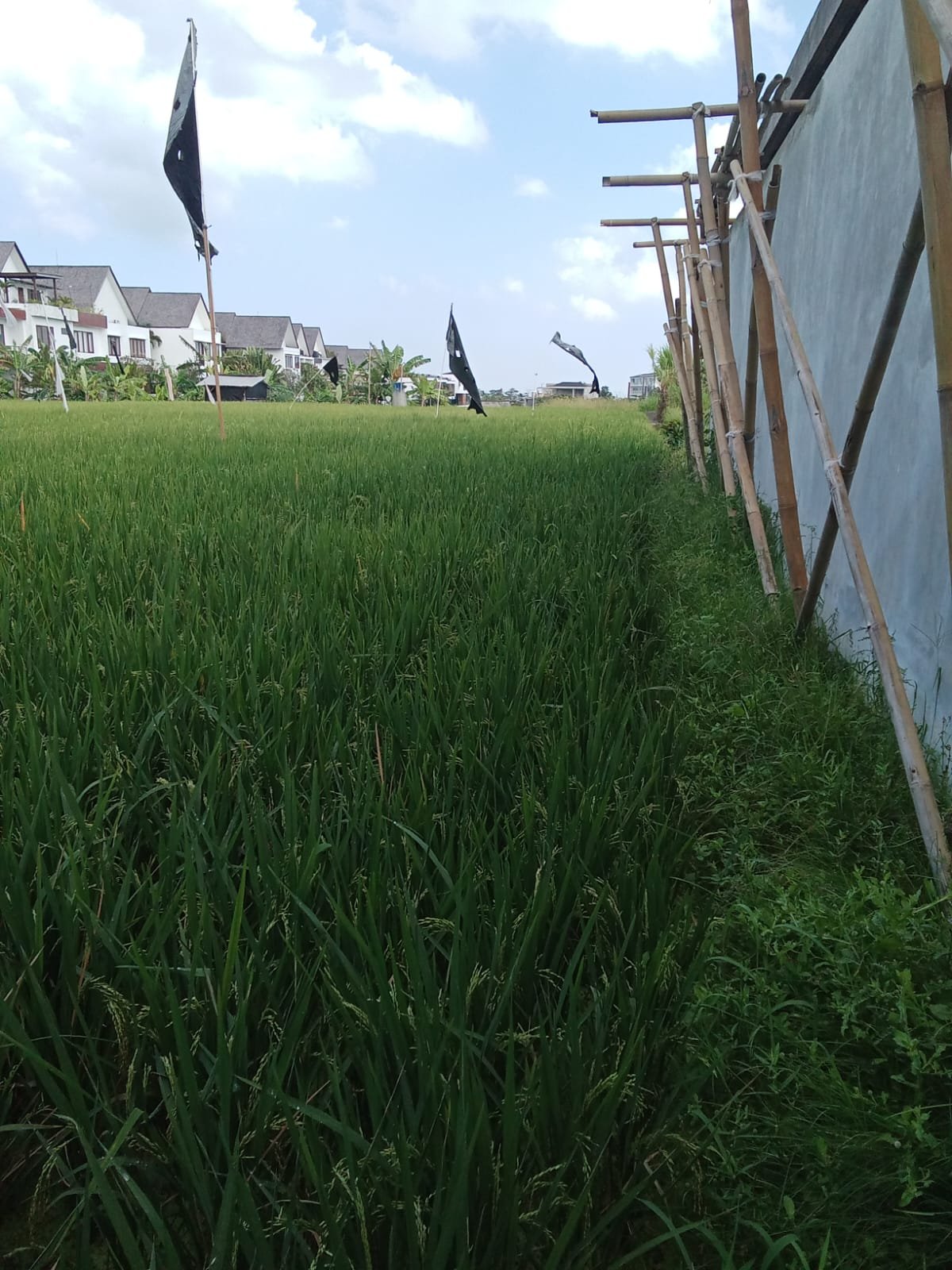 10 Ares Pink Zone land in Cemagi for Leasehold