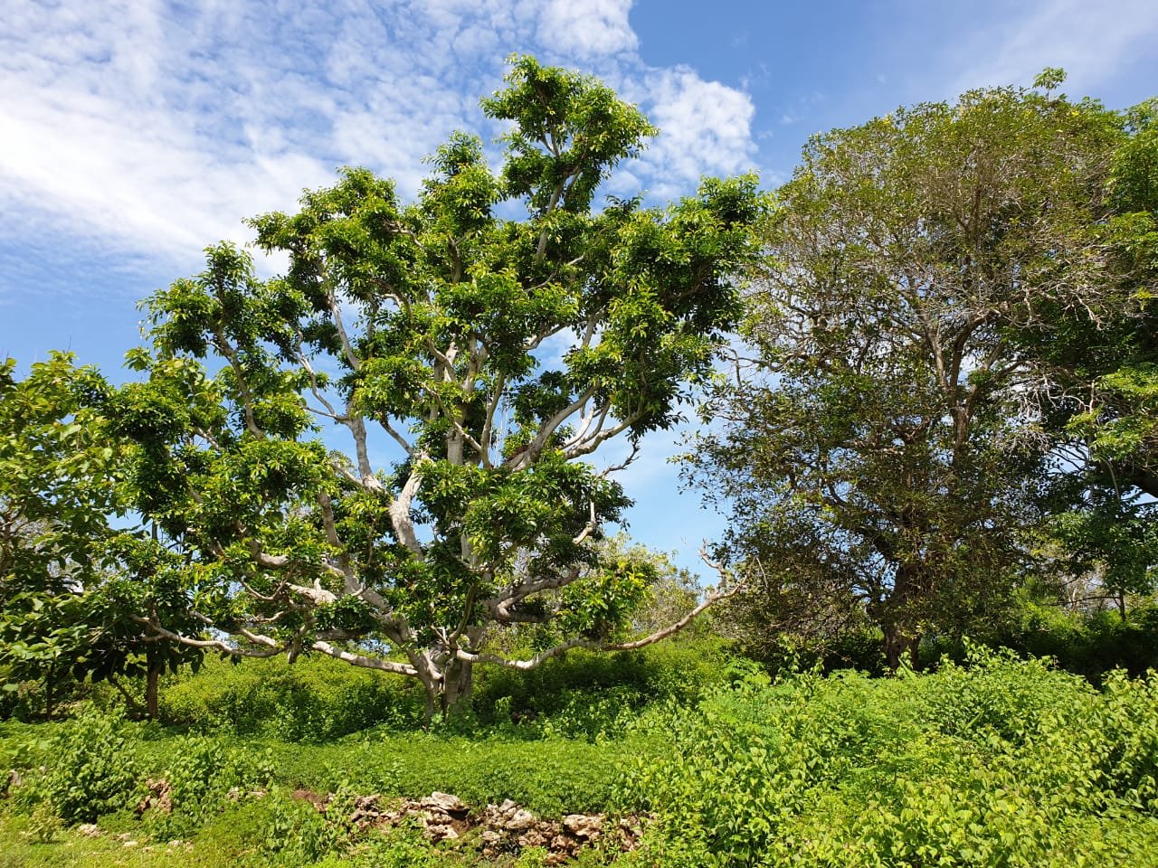 World-Class View 1.3 Hectares Nusa Penida Cliff-Front Land with Manta Point Views World-Class View 1.3 Hectares Nusa Penida Cliff-Front Land with Manta Point Views