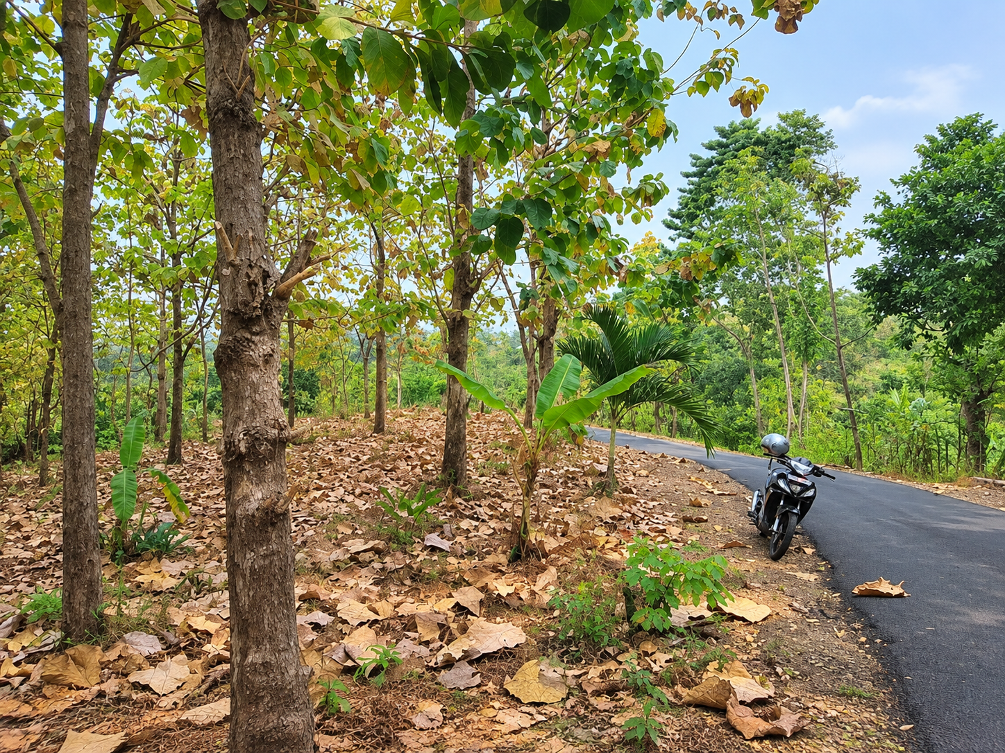 17.75 Ares Sea View Land in Kayu Putih Hills, Lovina 17.75 Ares Sea View Land in Kayu Putih Hills, Lovina