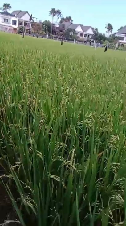 10 Ares Pink Zone land in Cemagi for Leasehold